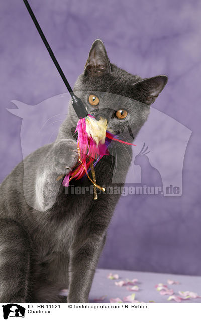 echte Kartuser / Chartreux / RR-11521