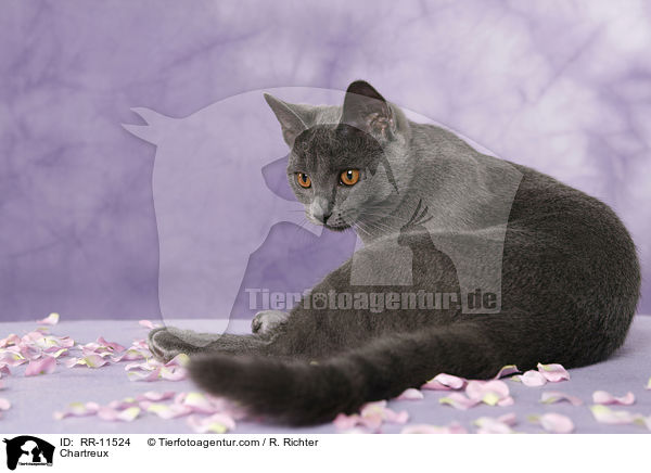 echte Kartuser / Chartreux / RR-11524