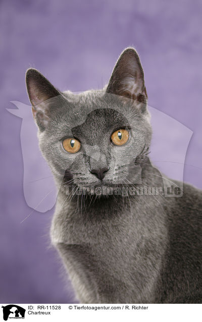 echte Kartuser / Chartreux / RR-11528