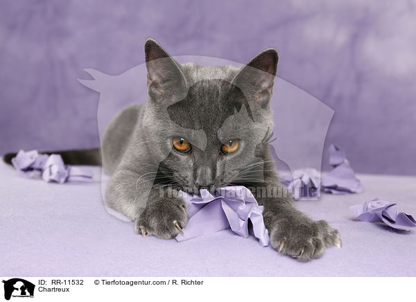 echte Kartuser / Chartreux / RR-11532