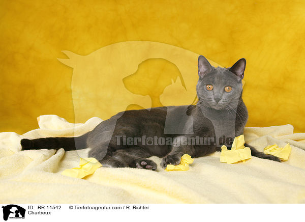 echte Kartuser / Chartreux / RR-11542