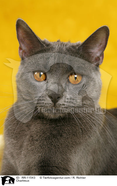 echte Kartuser / Chartreux / RR-11543