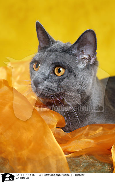 echte Kartuser / Chartreux / RR-11545