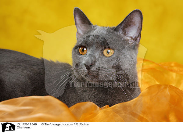 echte Kartuser / Chartreux / RR-11549