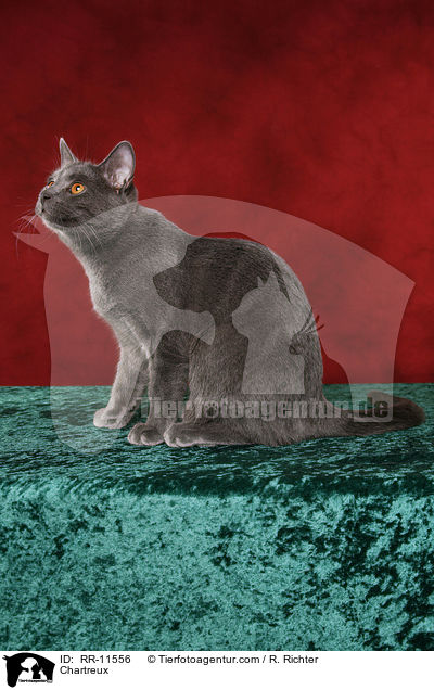 echte Kartuser / Chartreux / RR-11556