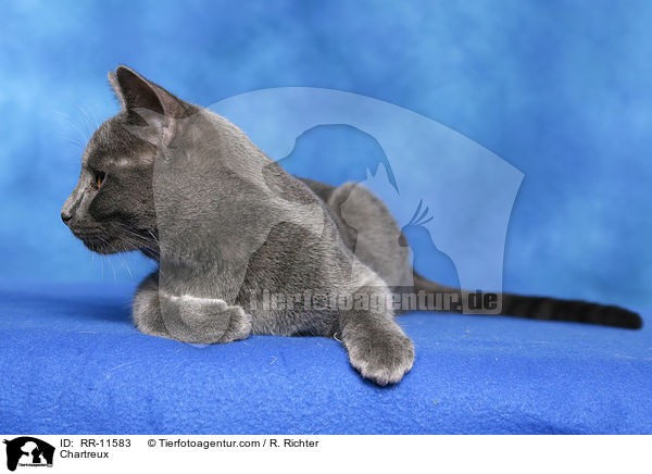Chartreux / RR-11583