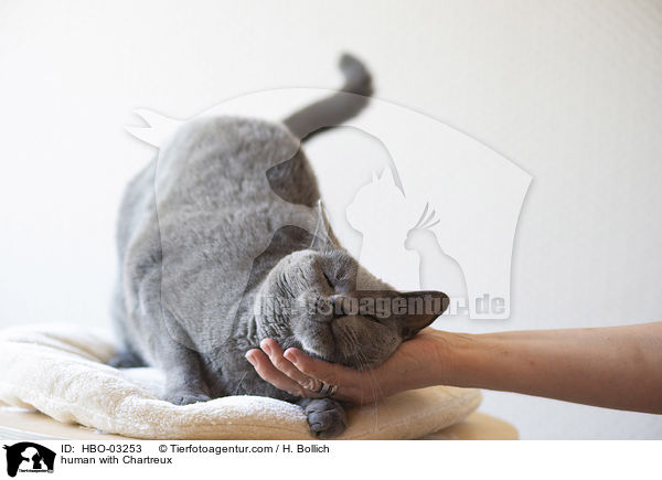 Mensch mit Chartreux / human with Chartreux / HBO-03253