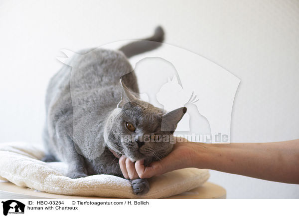 Mensch mit Chartreux / human with Chartreux / HBO-03254