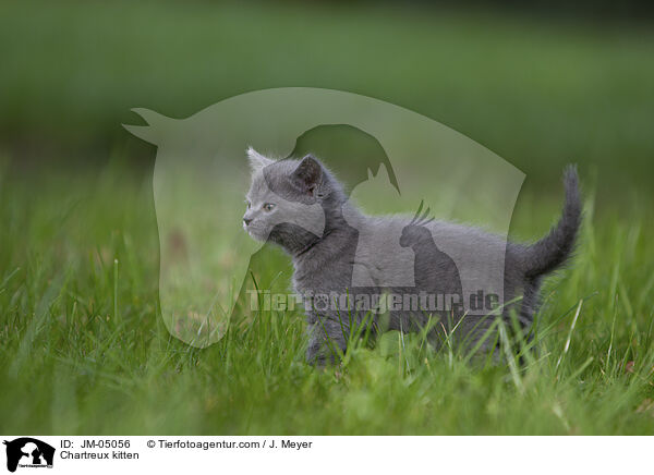 Chartreux Ktzchen / Chartreux kitten / JM-05056