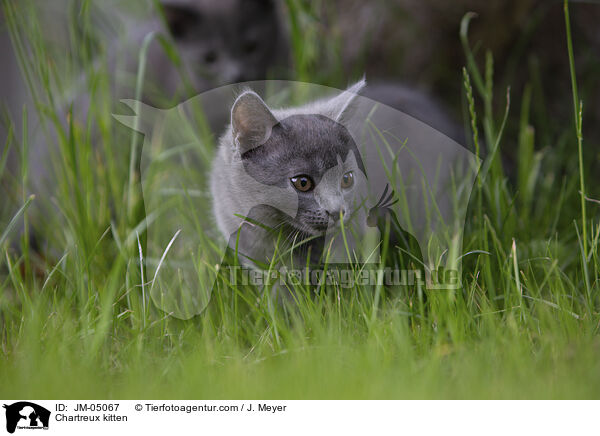 Chartreux Ktzchen / Chartreux kitten / JM-05067