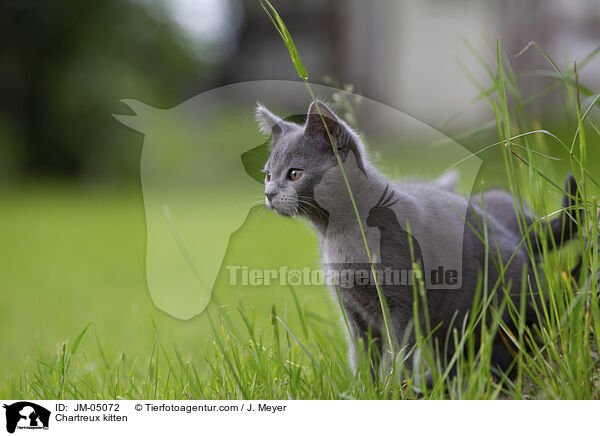 Chartreux Ktzchen / Chartreux kitten / JM-05072