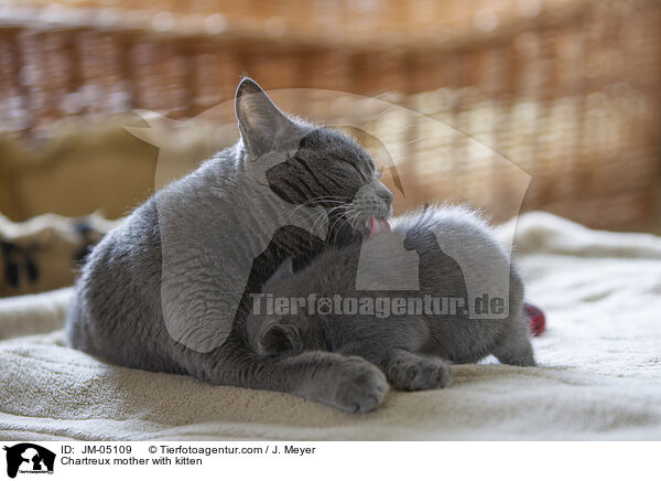 Chartreux Mutter mit Ktzchen / Chartreux mother with kitten / JM-05109