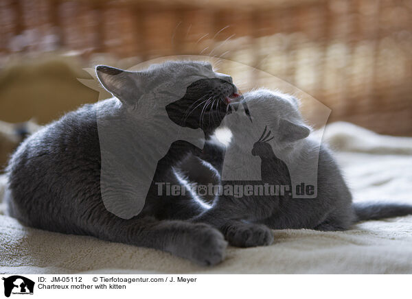 Chartreux Mutter mit Ktzchen / Chartreux mother with kitten / JM-05112