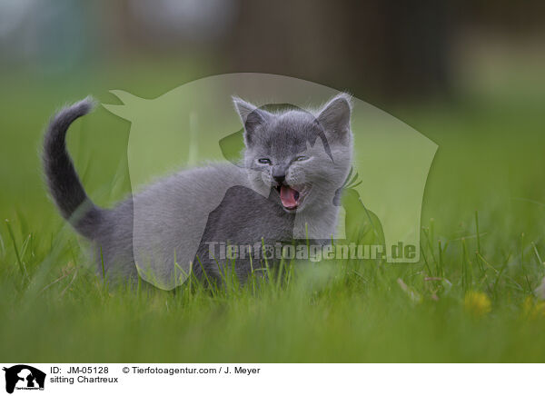 sitzende Chartreux / sitting Chartreux / JM-05128