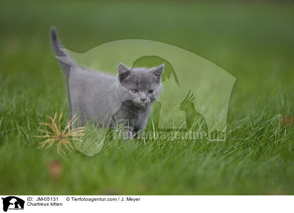Chartreux kitten / JM-05131