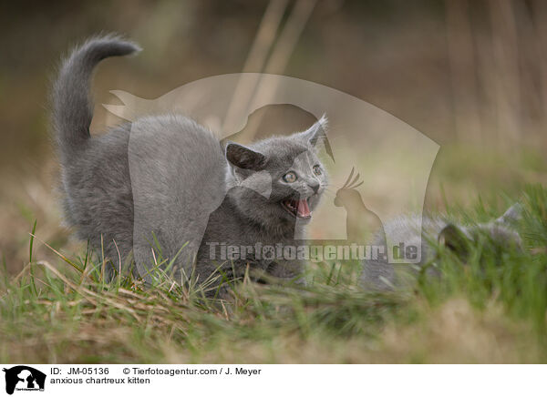 ngstliches Chartreux Ktzchen / anxious chartreux kitten / JM-05136