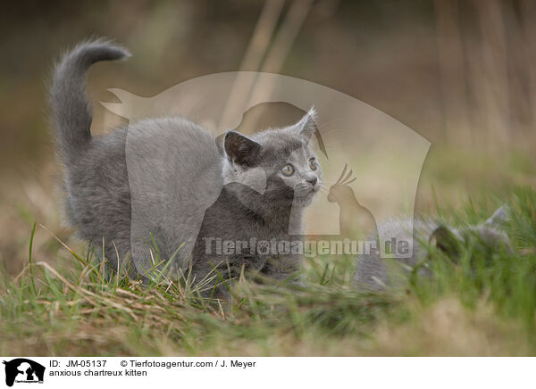 ngstliches Chartreux Ktzchen / anxious chartreux kitten / JM-05137