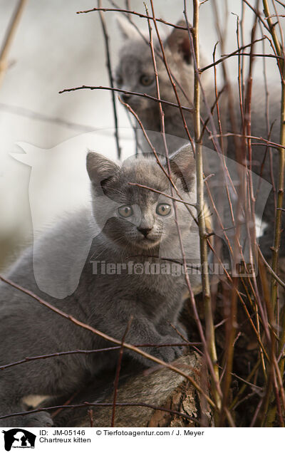 Chartreux kitten / JM-05146