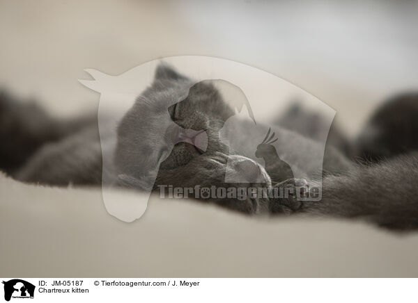 Chartreux Ktzchen / Chartreux kitten / JM-05187