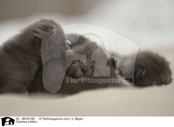 Chartreux Ktzchen / Chartreux kitten / JM-05190