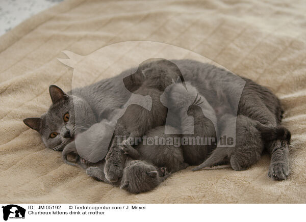 Chartreux Ktzchen trinken bei Mutter / Chartreux kittens drink at mother / JM-05192