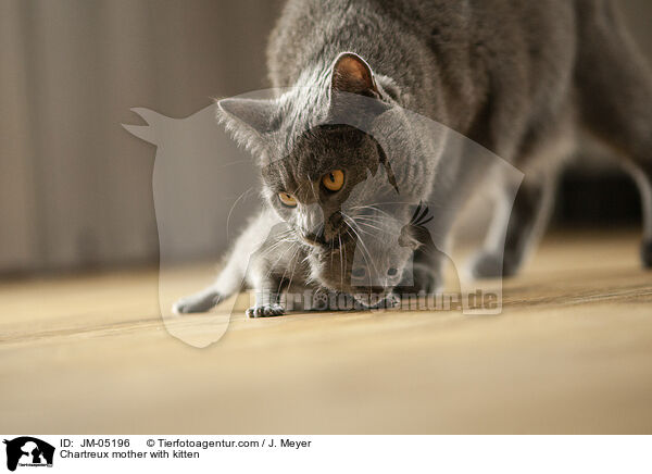 Chartreux Mutter mit Ktzchen / Chartreux mother with kitten / JM-05196