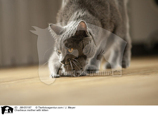 Chartreux Mutter mit Ktzchen / Chartreux mother with kitten / JM-05197