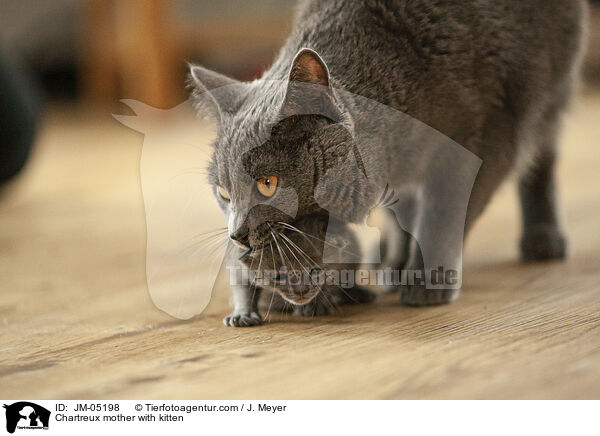 Chartreux mother with kitten / JM-05198