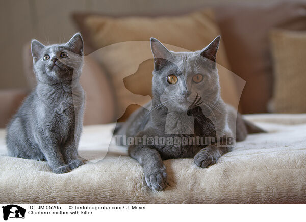 Chartreux mother with kitten / JM-05205