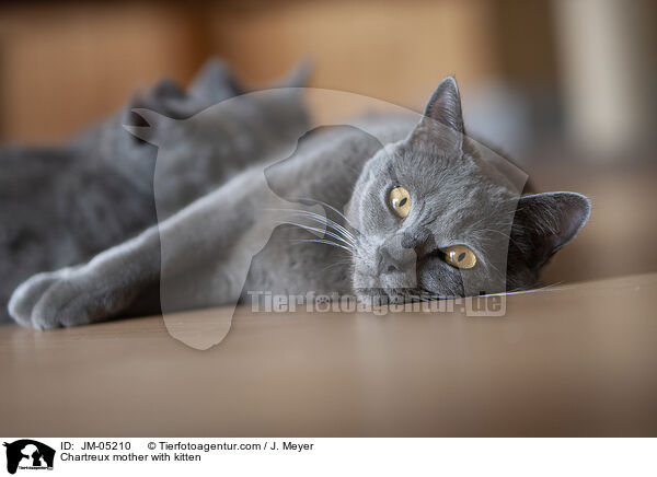 Chartreux mother with kitten / JM-05210
