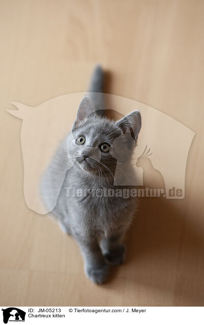 Chartreux kitten / JM-05213