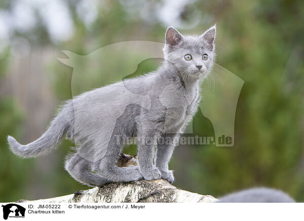 Chartreux kitten / JM-05222