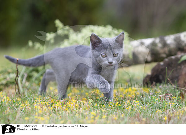 Chartreux kitten / JM-05223