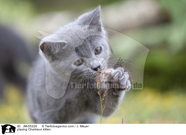spielendes Chartreux Ktzchen / playing Chartreux kitten / JM-05226