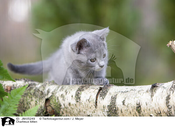 Chartreux kitten / JM-05249