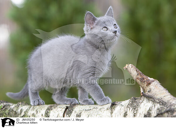 Chartreux Ktzchen / Chartreux kitten / JM-05250
