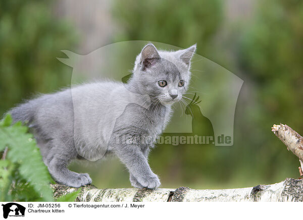 Chartreux kitten / JM-05256