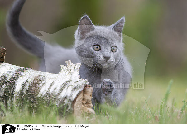 Chartreux kitten / JM-05259