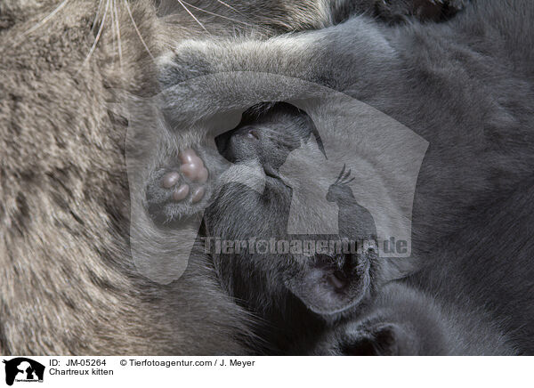 Chartreux Ktzchen / Chartreux kitten / JM-05264