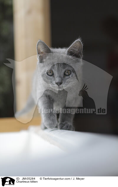 Chartreux kitten / JM-05284