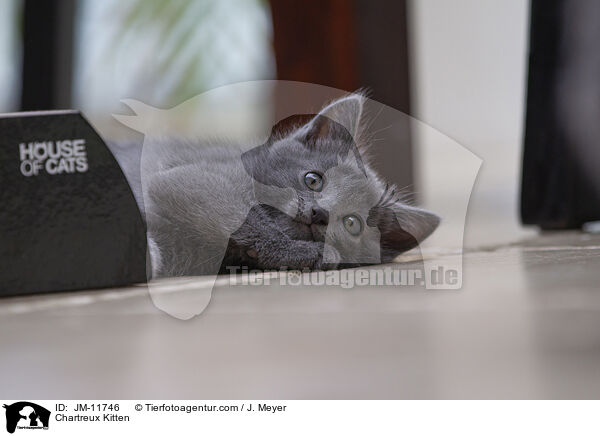 Chartreux Ktzchen / Chartreux Kitten / JM-11746