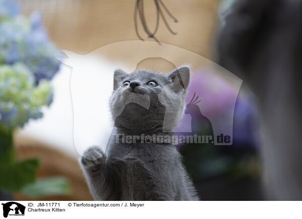 Chartreux Ktzchen / Chartreux Kitten / JM-11771