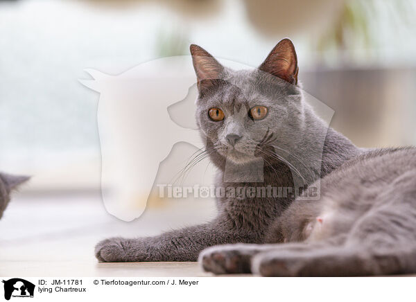 liegende Chartreux / lying Chartreux / JM-11781