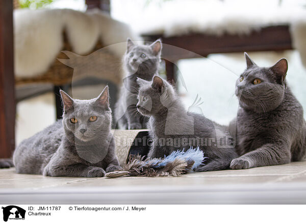 Chartreux / Chartreux / JM-11787