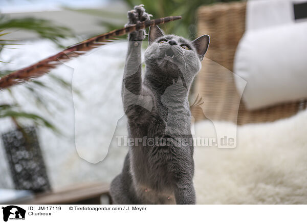 Chartreux / Chartreux / JM-17119