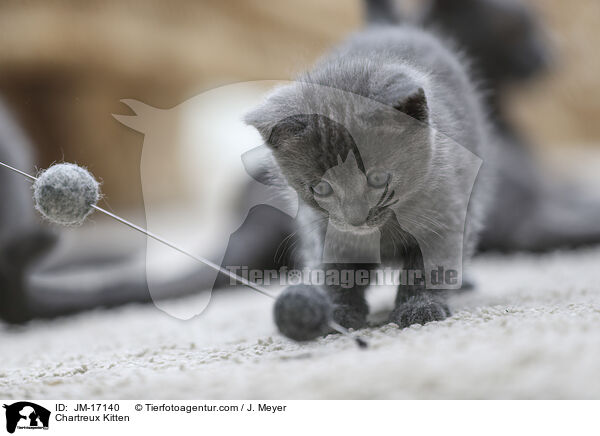 Chartreux Ktzchen / Chartreux Kitten / JM-17140