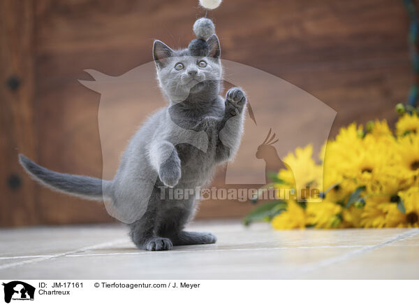 Chartreux / JM-17161