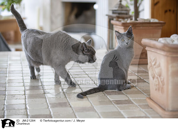Chartreux / Chartreux / JM-21284