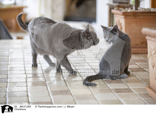 Chartreux / Chartreux / JM-21285