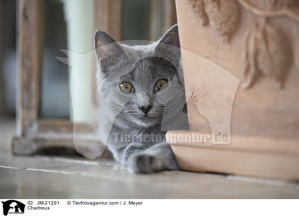 Chartreux / Chartreux / JM-21291